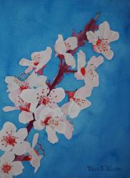 CherryBlossoms-10x14-190320.jpg