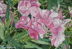 Pink Oleander Blossoms - 10