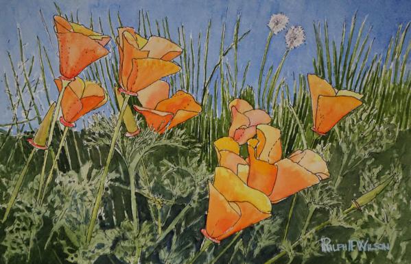 CaliforniaPoppies-7x10-200605.jpg