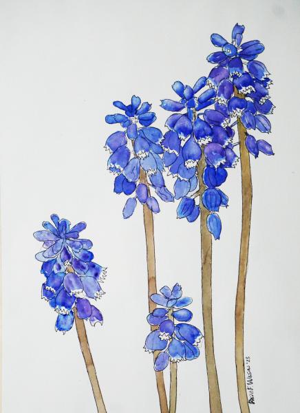 GrapeHyacinth-10x14-230412jpg.jpg