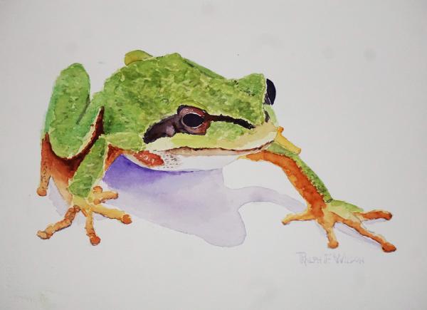 PacificTreeFrog-14x10-210703.jpg