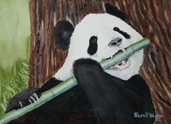 PandaEatingBamboo-14x10-230710.jpg