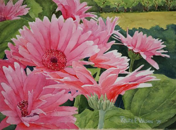 PinkAfricanDaisies-14x10-251019.jpg