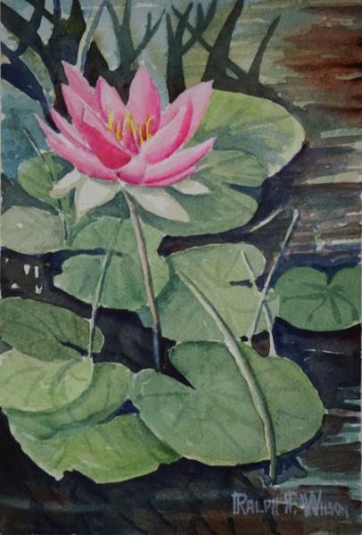 WaterLillyatShelburneMuseumPondNH-7x10-191203.jpg