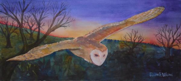 barn-owl-hunting.jpg