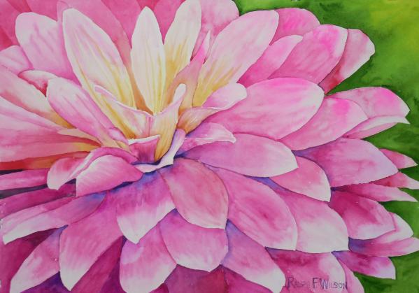pink-crysanthemum-141127.jpg