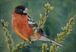 Black-HeadedGrosbeak-10x7-230717jpg.jpg