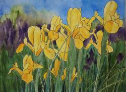 DutchIrisinSpringtime-14x10-260628.jpg