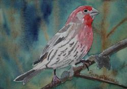 HouseFinch-10x7-230714.jpg