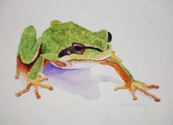 PacificTreeFrog-14x10-210703.jpg