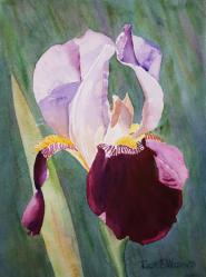 Purple-WhiteIris-10x14-230518.jpg