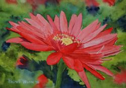 RedandGoldDaisy-14x10-260628.jpg