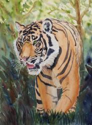 Tiger Stalking the Jungle - 10