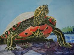 EasternPaintedTurtle-181220-14x10.jpg