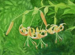 chinese-hanging-tiger-lilies.jpg