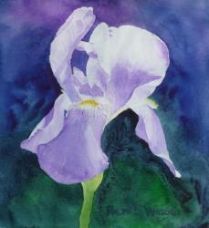 purple-iris.jpg