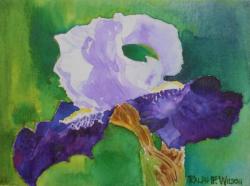 purple-white-iris.jpg